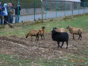 Die 5b auf Klassenfahrt zur Burg Bischofstein